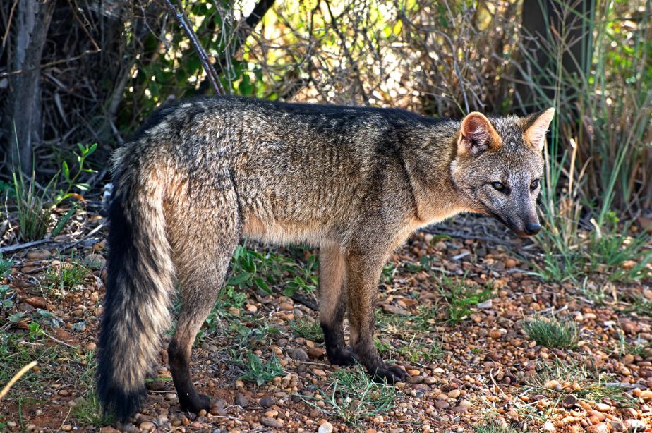 Crab-Eating Fox Predator