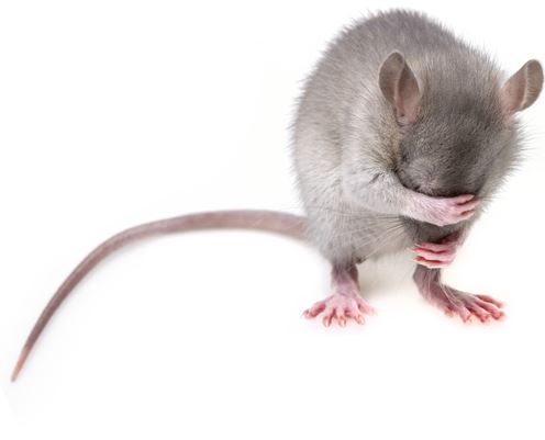 Do rodent repellent devices work