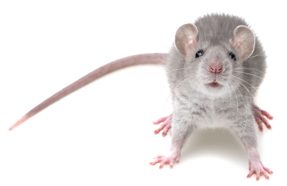 Does rodent repellent spray actually work