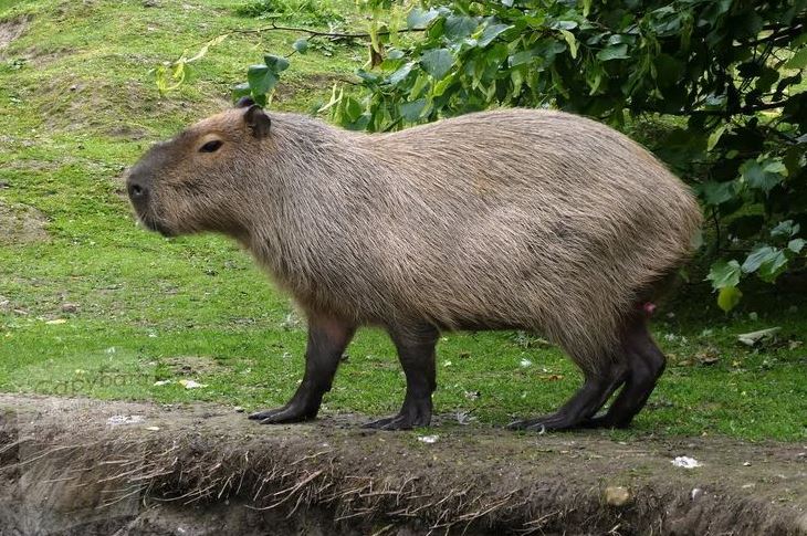 How Big Do Capybaras Get