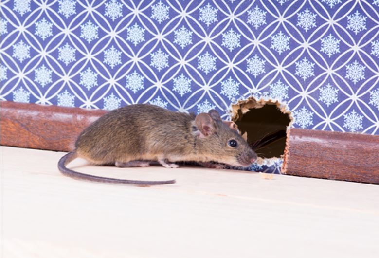 How Do Rodents Enter The Home