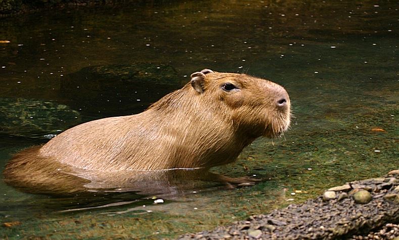 How Much Do Capybaras Weigh