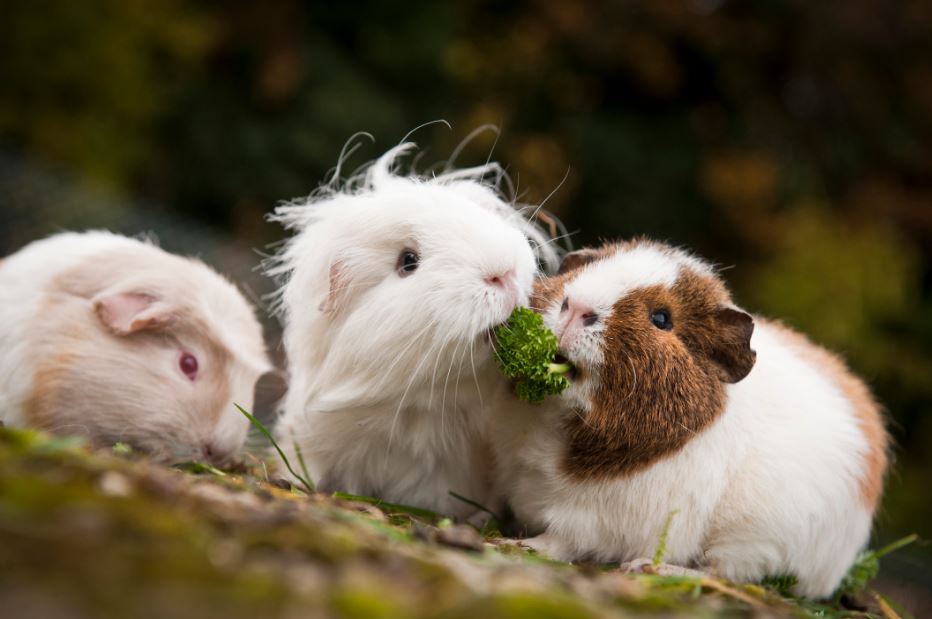 Is A guinea pig related to a rat or a pig