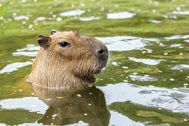 Is The Capybara a Fish