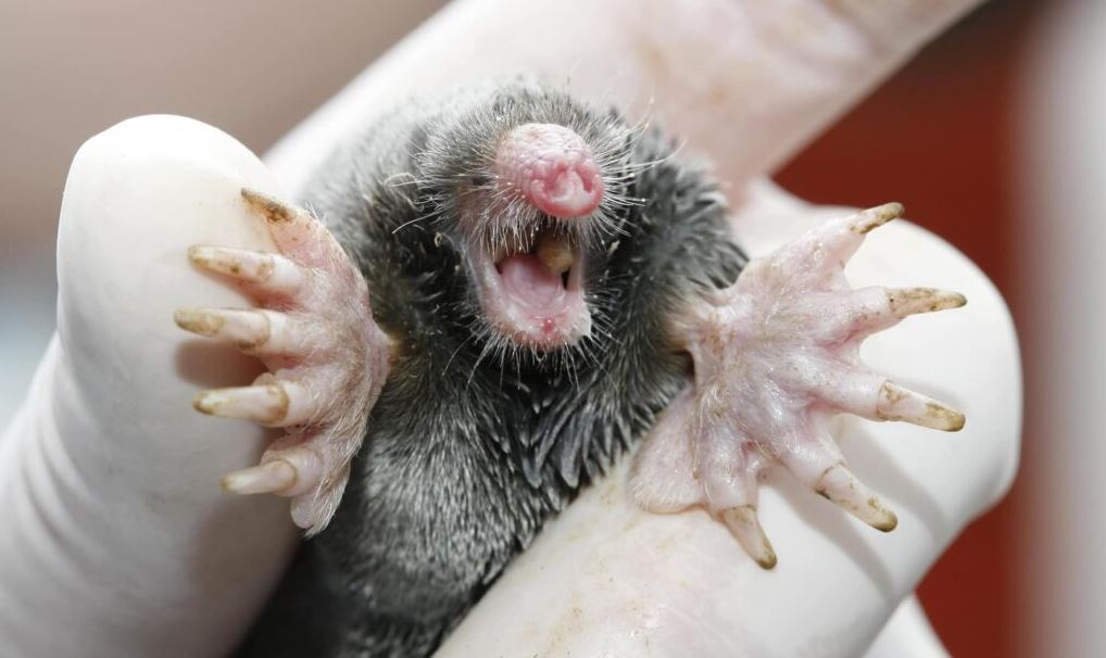 Is a mole a type of rodent