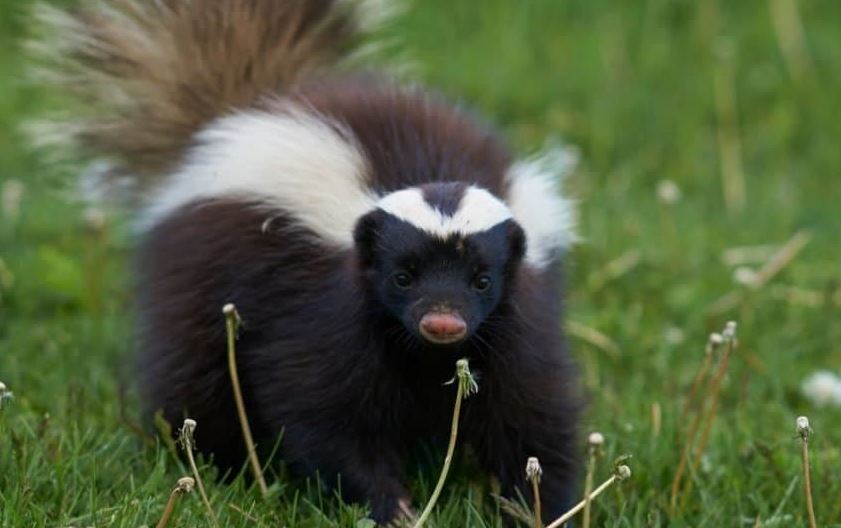 Is a skunk related to a mouse