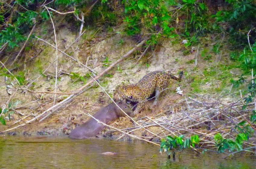 Jaguar hunting a capybara
