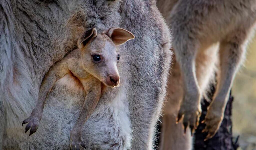 what does a Kangaroo pouch look like