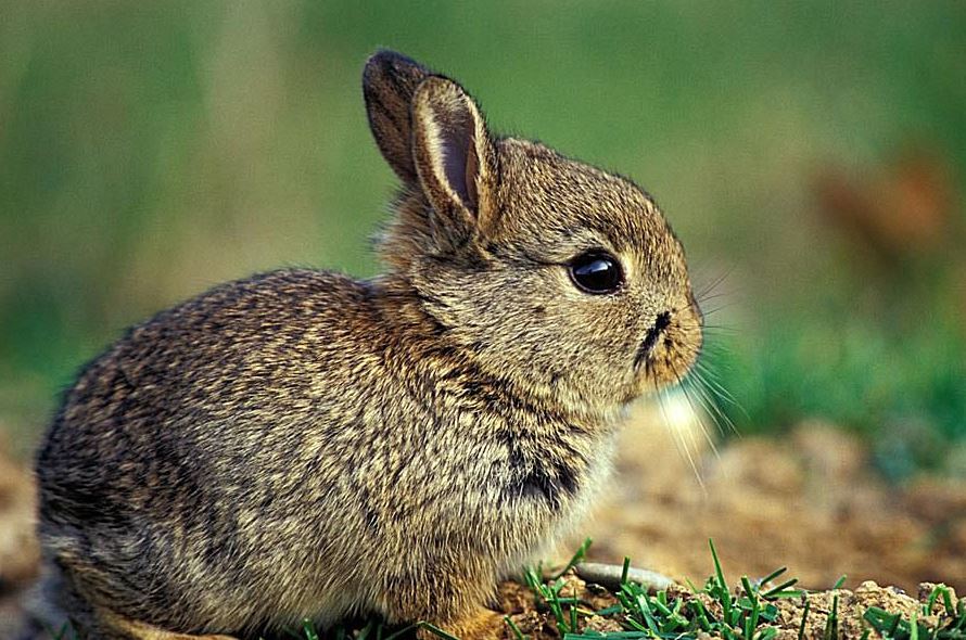 What Are Lagomorphs