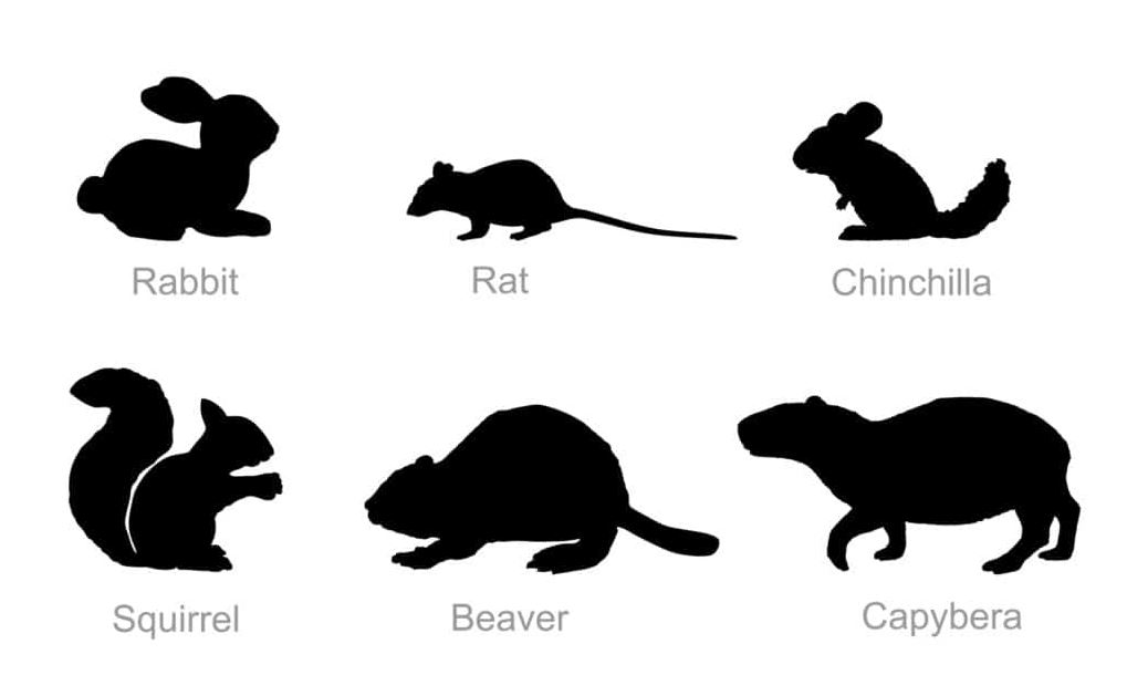 What Are Rodents
