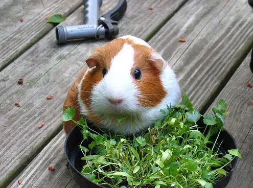 What Do Guinea Pigs Eat?