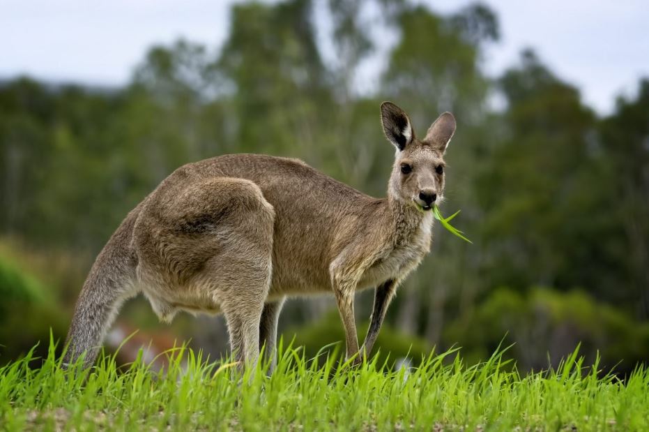 What Do Kangaroos Eat