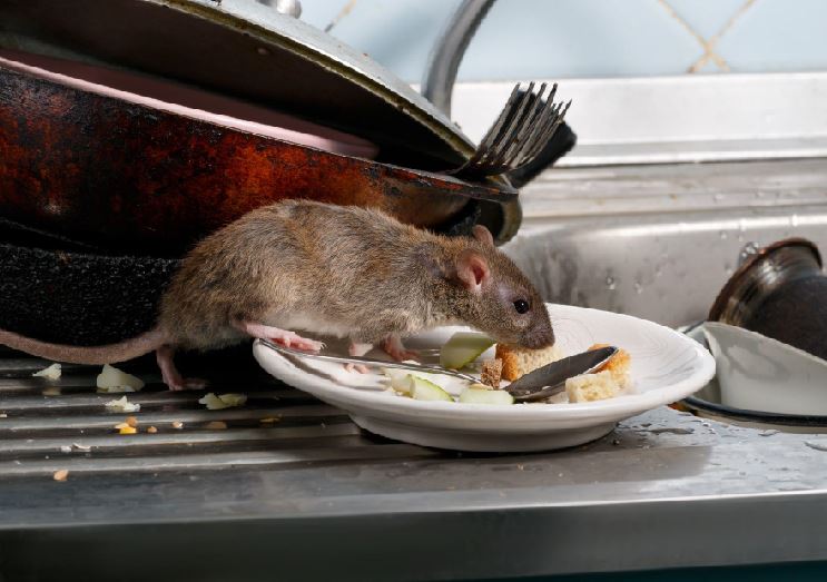 What Sort Of Damage Do Rodents Cause food handlers