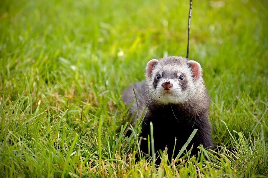What animal family is a ferret