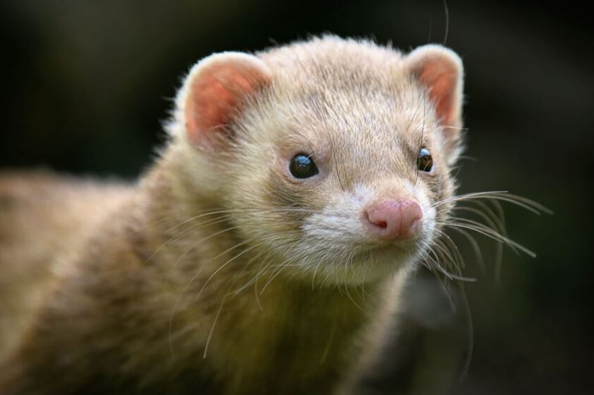 What animal family is a mink