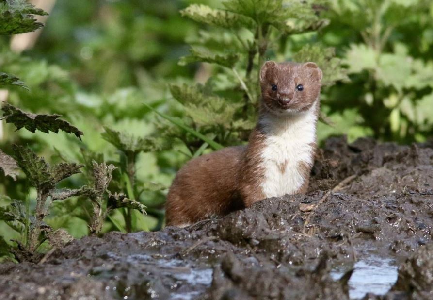 What animal family is a weasel