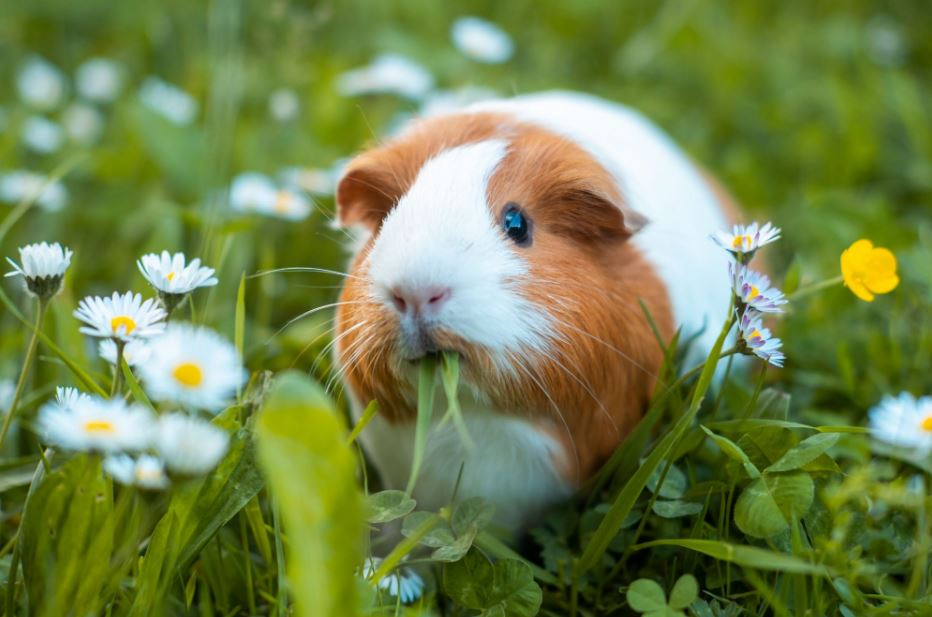 What category of animal is a guinea pig