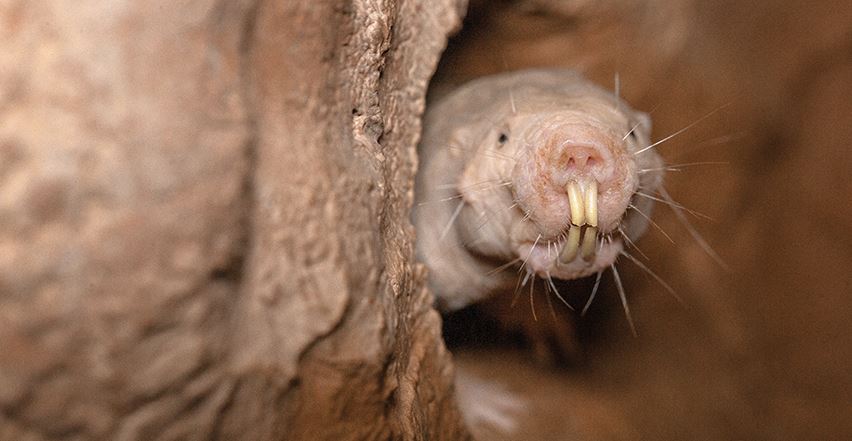 What is the difference between a mole and a rodent