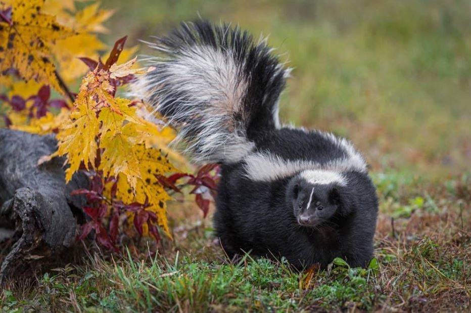 What type of animal is a skunk