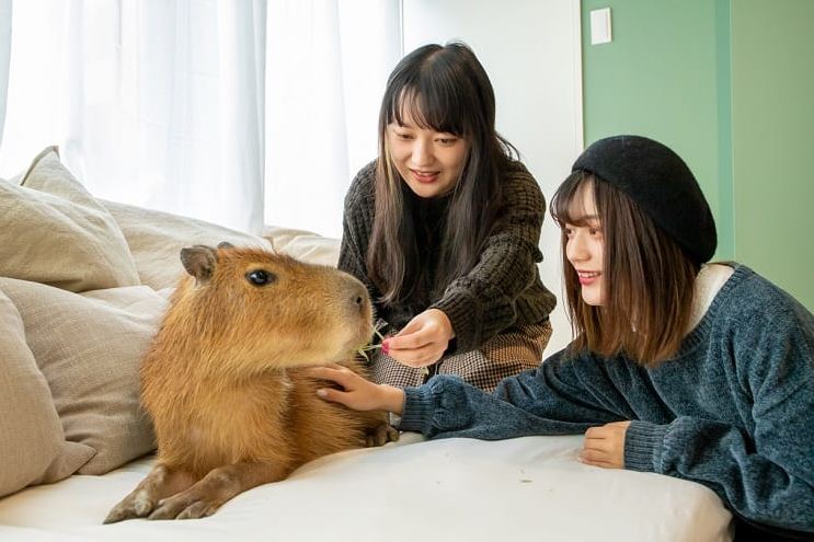 Where Can You Legally Own a Pet Capybara In The United States