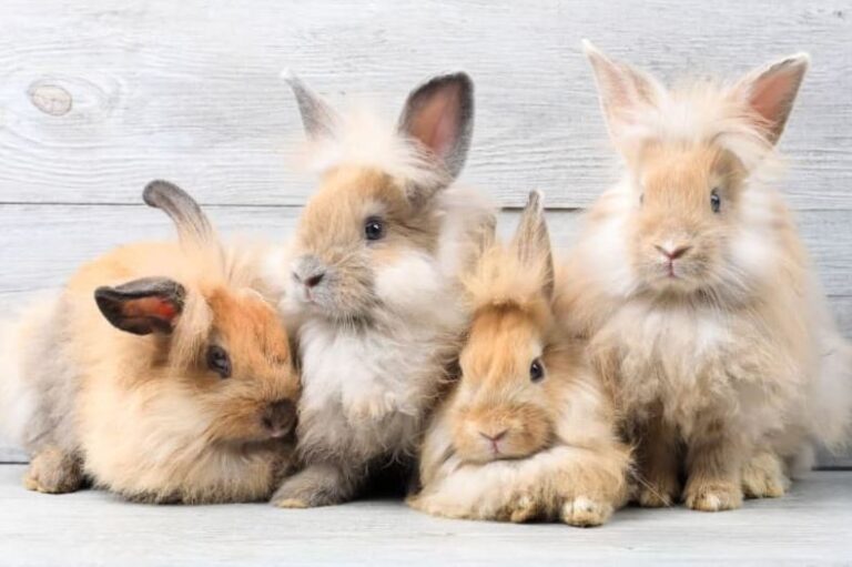 Why Are Rabbits (Bunnies) Not Rodents?