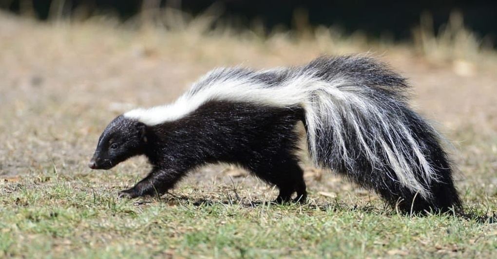 Why are skunks not rodents