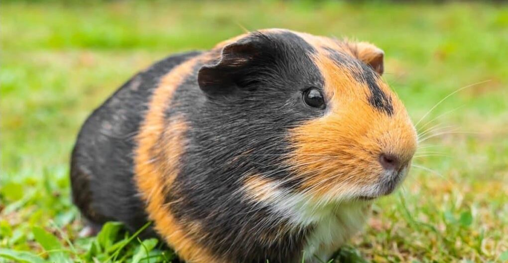 are guinea pigs from guinea