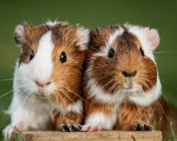 are guinea pigs rodents