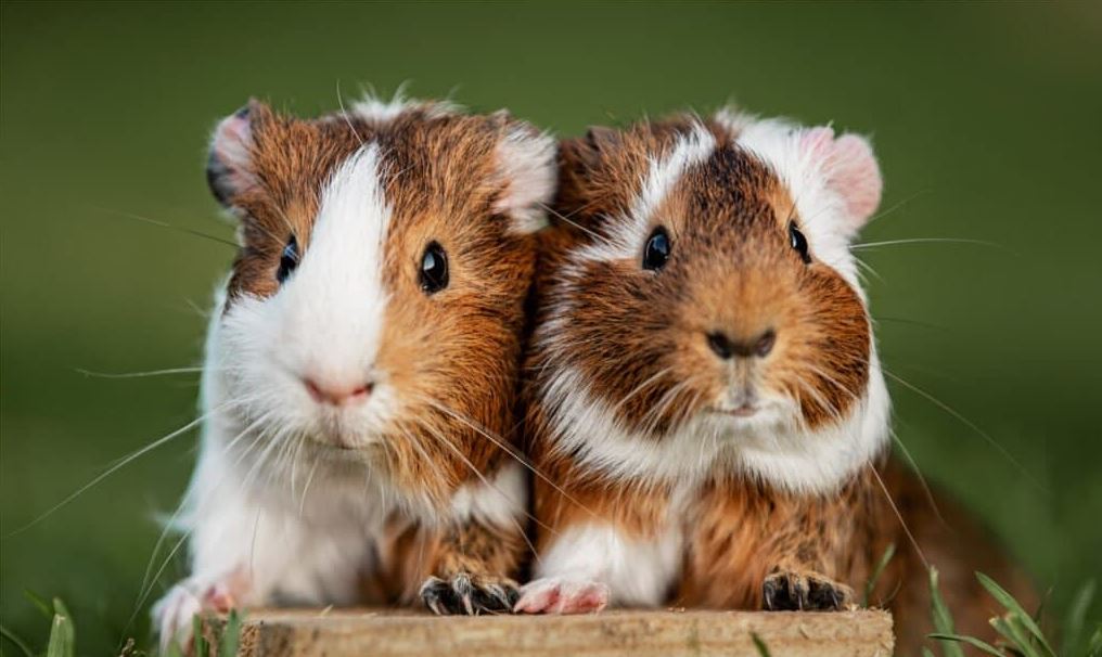 are guinea pigs rodents