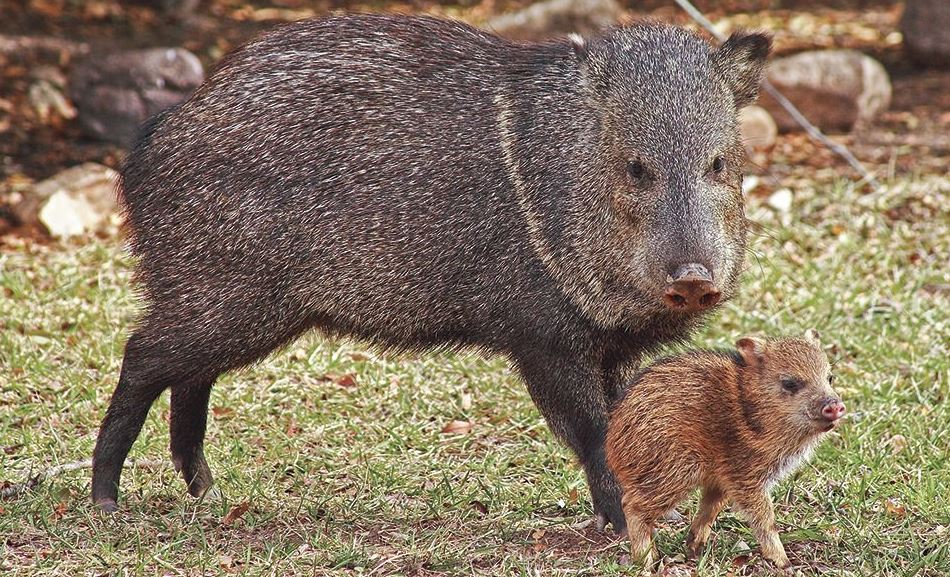 are javelina rodents