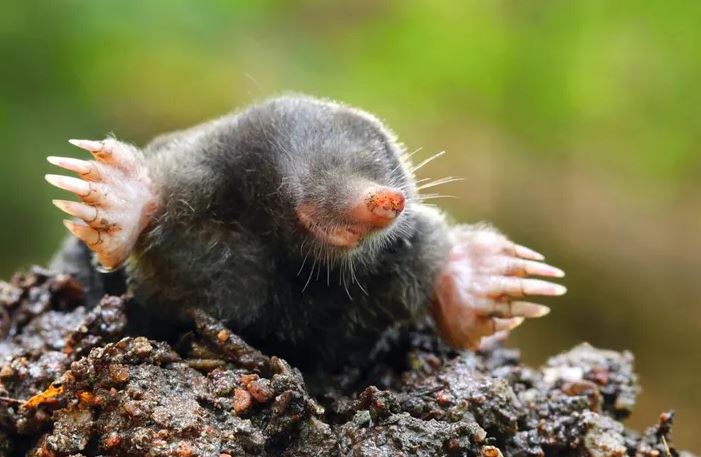 are moles rodents