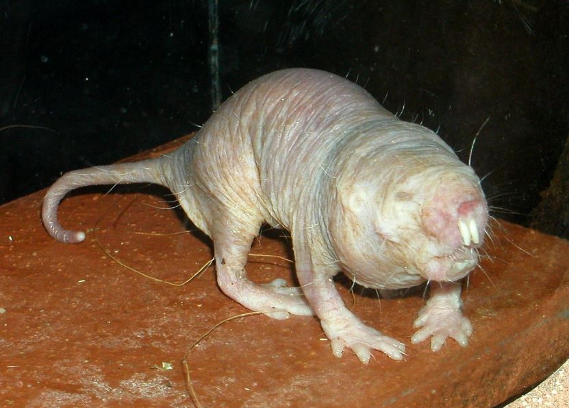 are naked mole rats mammals