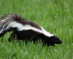 are skunks rodents