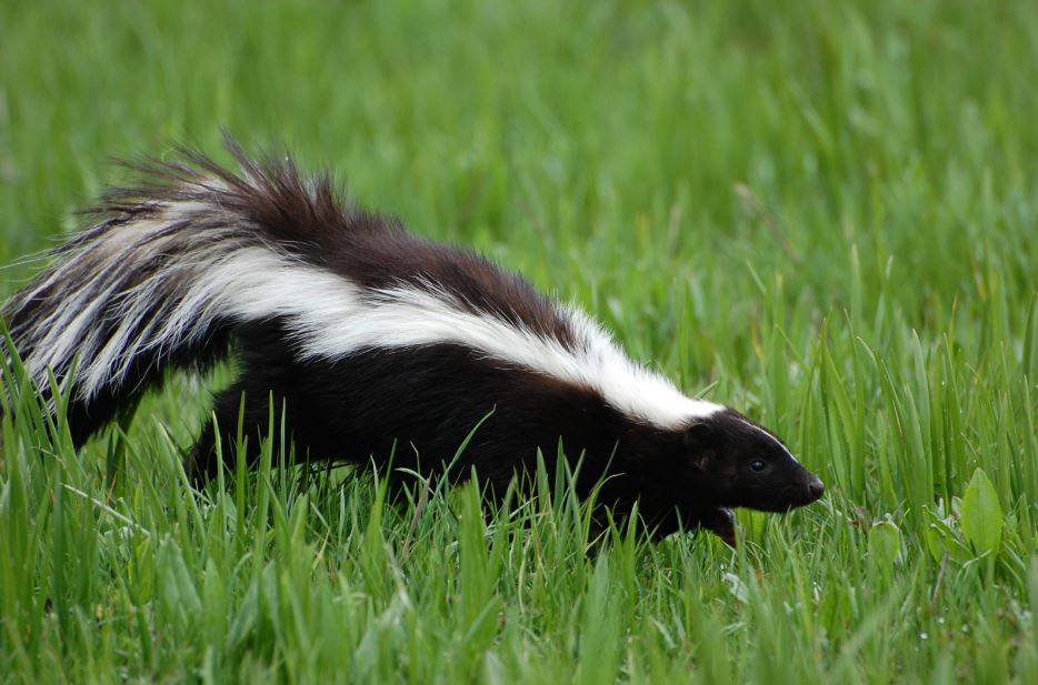 are skunks rodents