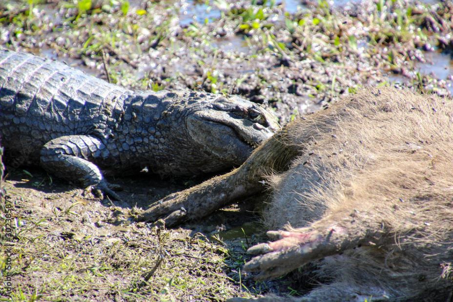 caiman killing a capybara
