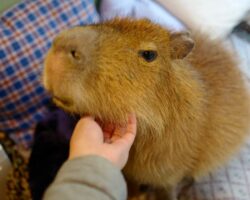 can you keep a capybara as a pet in michigan