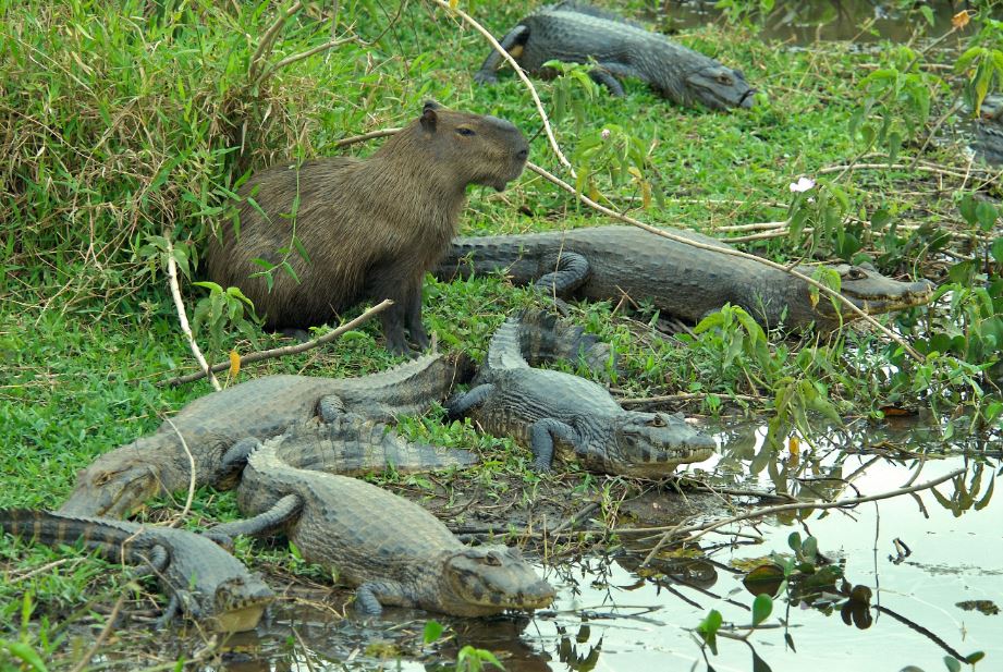 do caimans eat capybaras