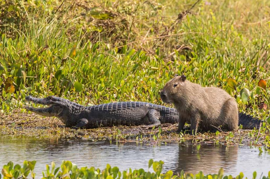 do crocodiles eat capybaras