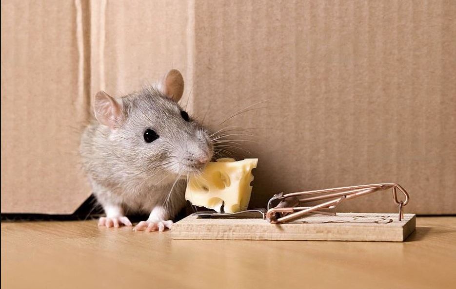 do mouse traps work on rats