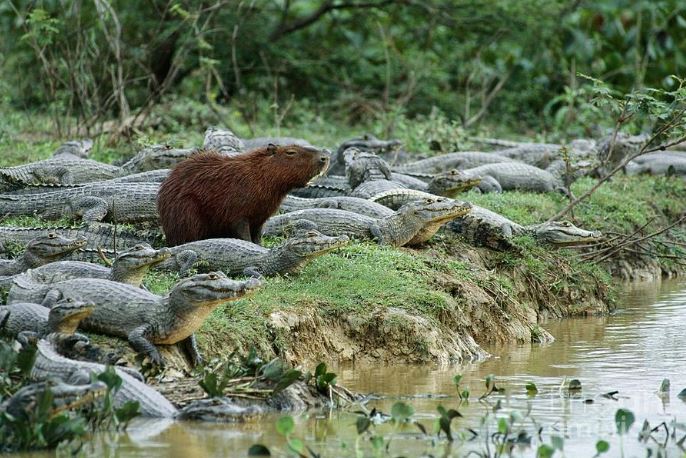 does crocodile eat capybara