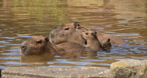 how fast can the capybara swim