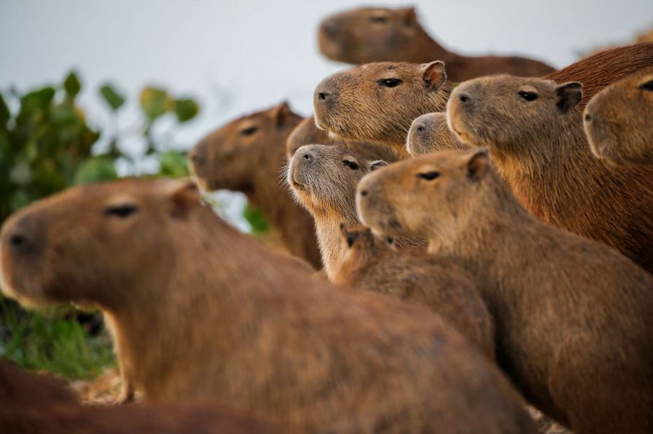 how often do capybaras give birth