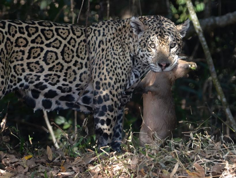 jaguar with capybara