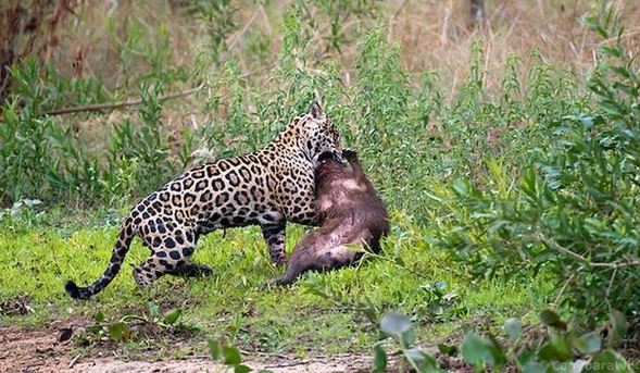 what eats the capybara in the wild
