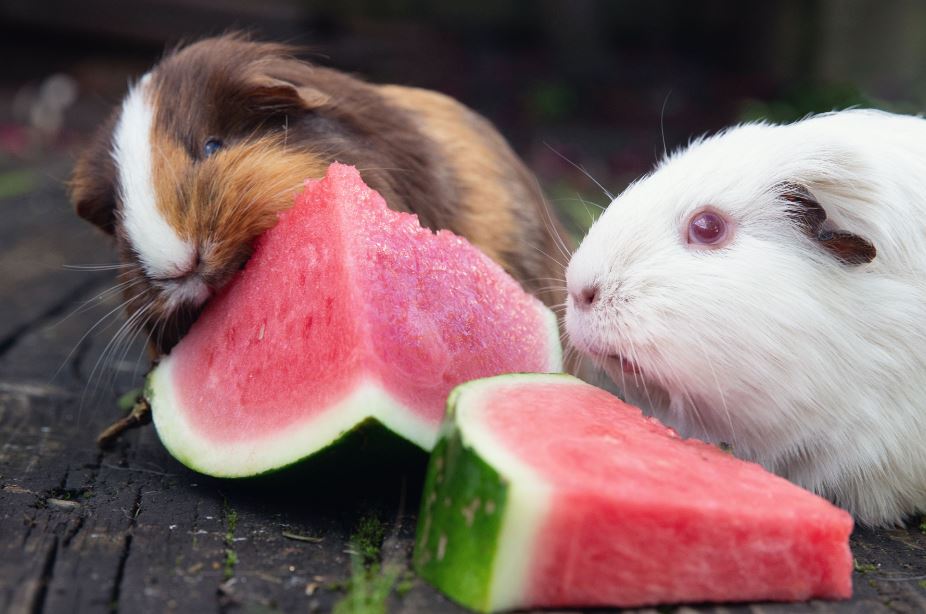 what fruits do guinea pigs eat