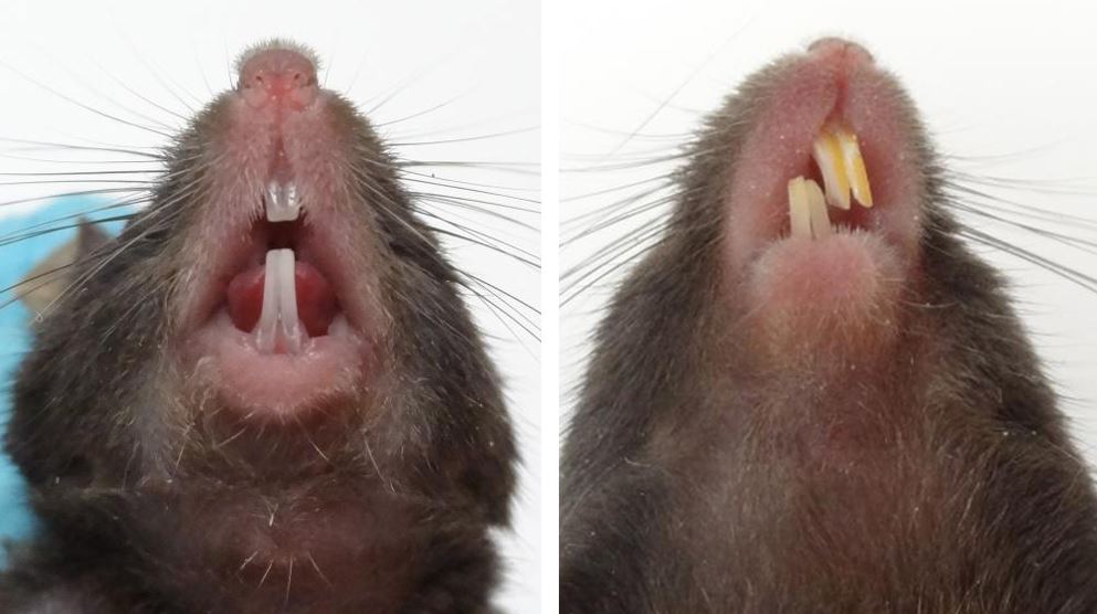 what type of teeth do rodents have