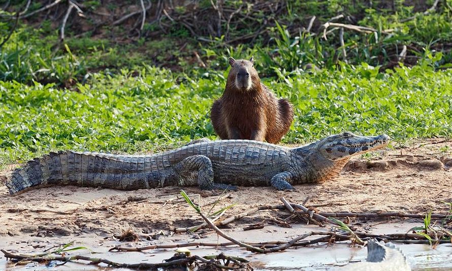 why do crocodiles don't eat capybaras